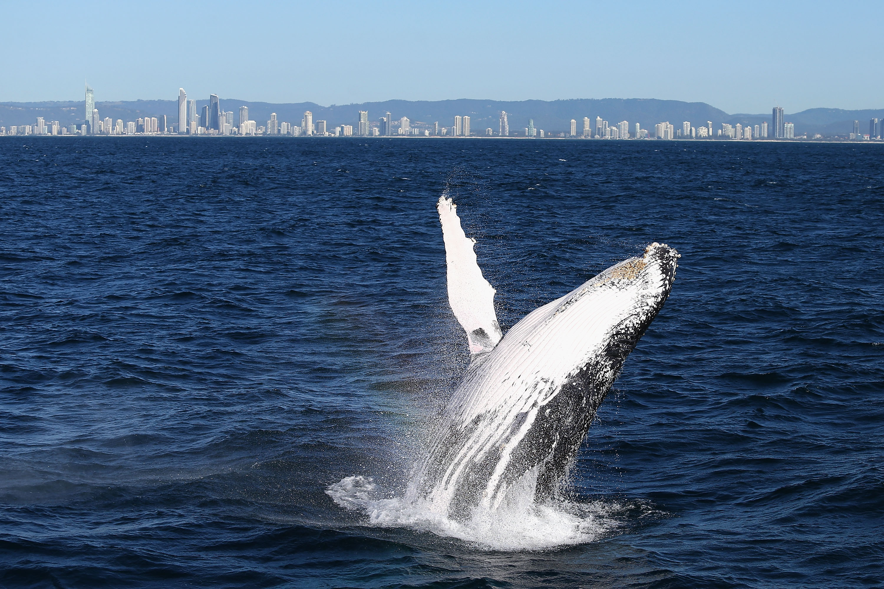 Viral Video Captures 'Amazing' Moment Whale Breaches Just Feet From Boat