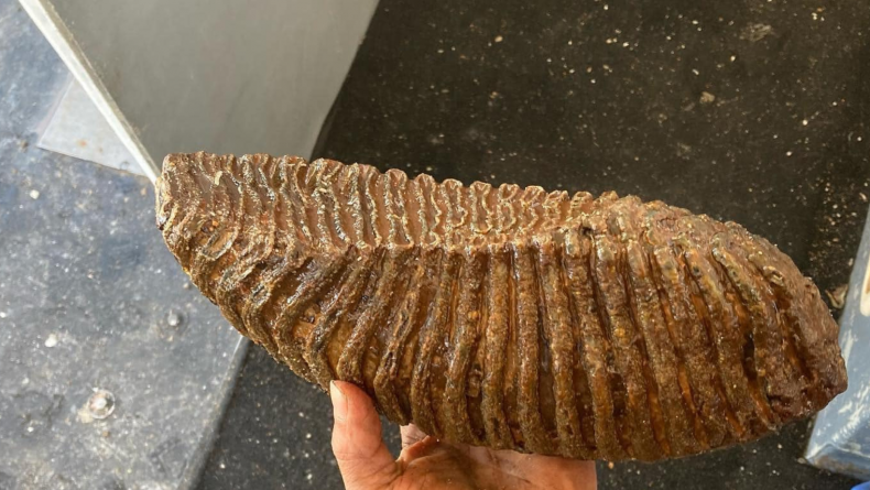 Mammoth Tooth
