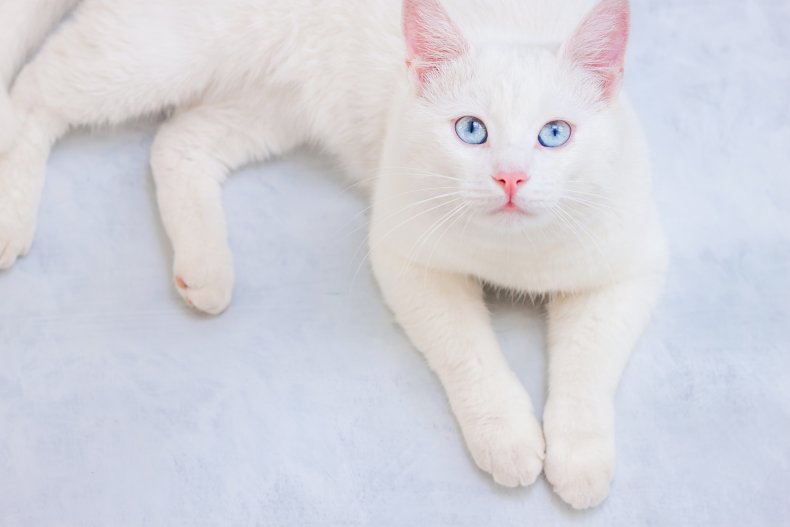 Cat staring up