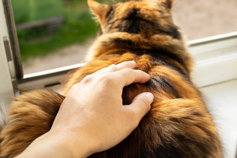 cat at window