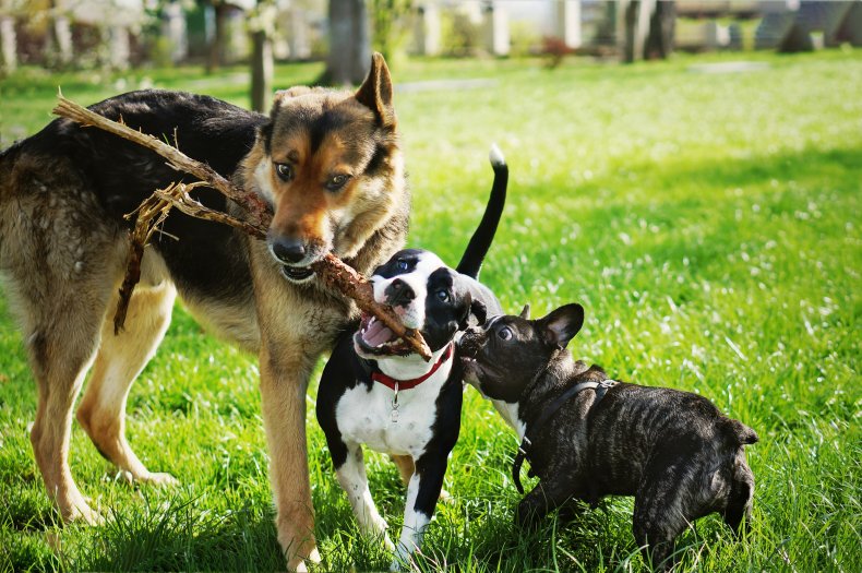 dogs playing with stick