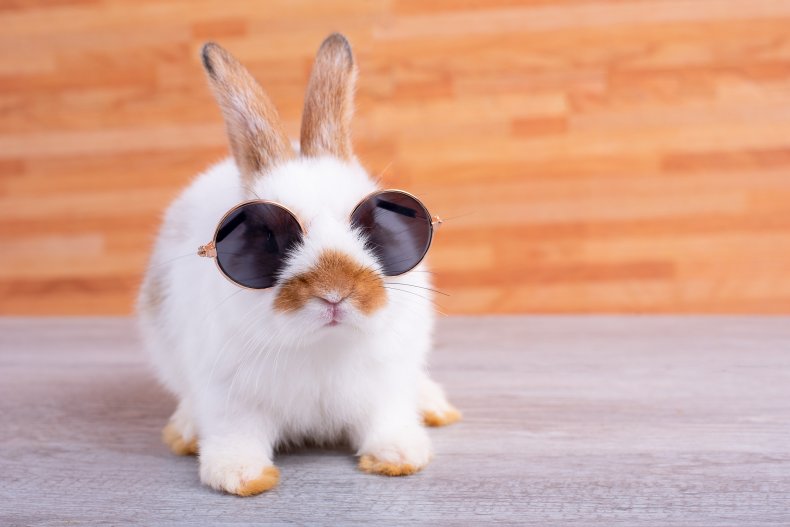 Bunny in sunglasses