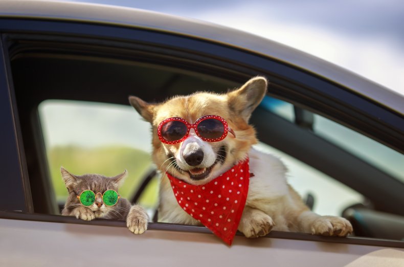 Cat and dog in car