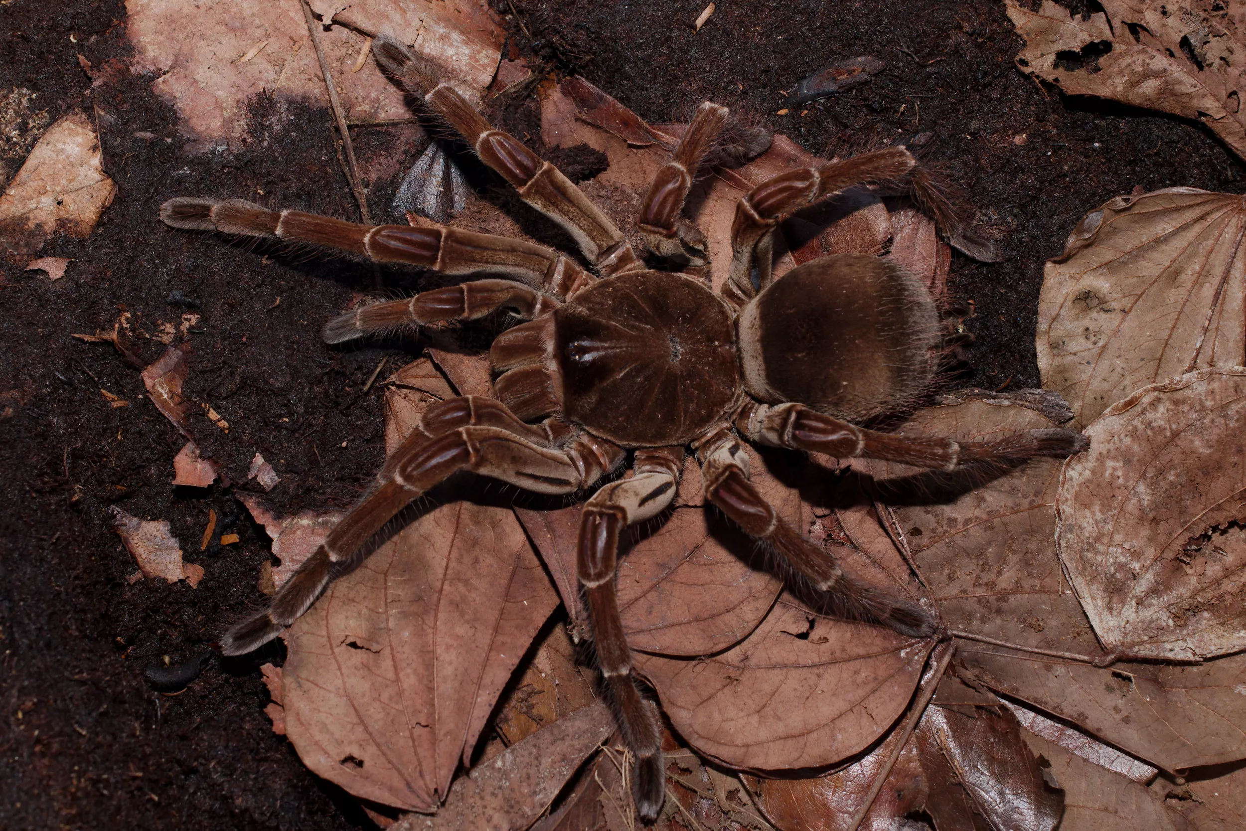 What Are the World's Biggest Spiders? - Vimarsana News