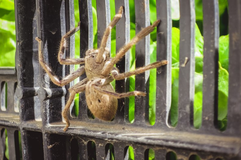 Spider