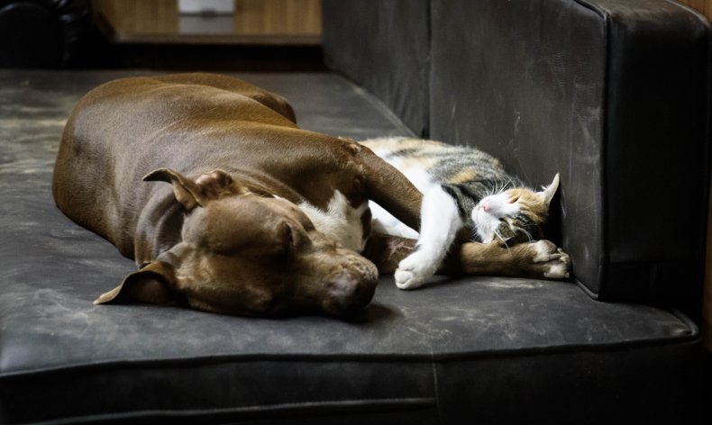 File photo of cat and dog snuggling.