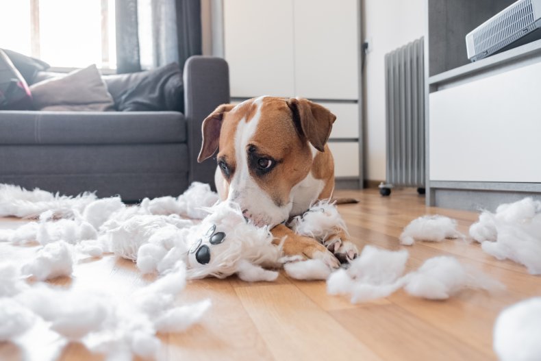 A guilty dog and a ripped cushion.