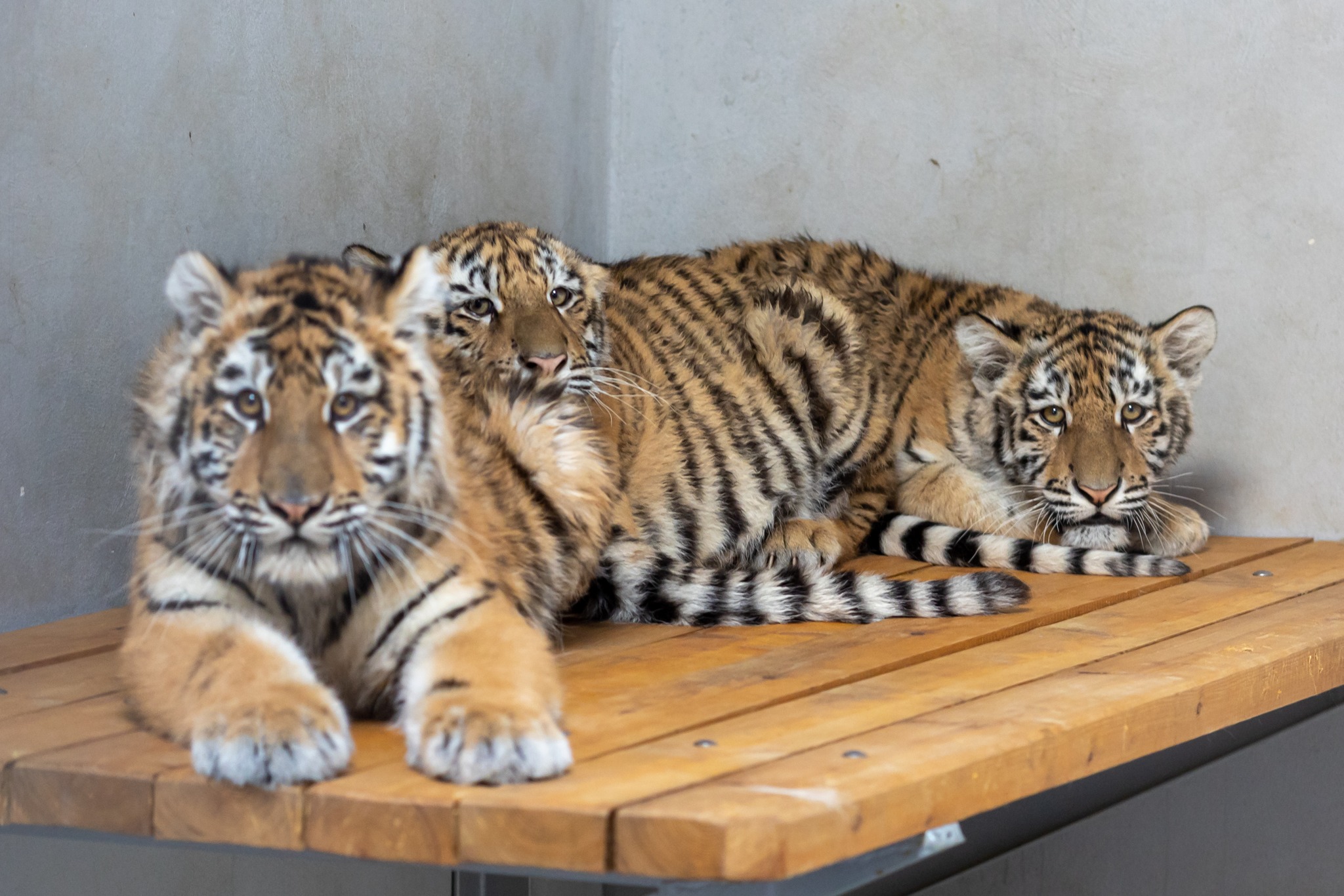 Nagranie wideo bezpiecznego uratowania tygrysów z ukraińskiego zoo w Polsce