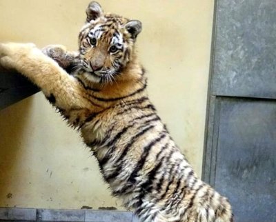 Tiger Tiger