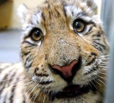 Tiger Tiger