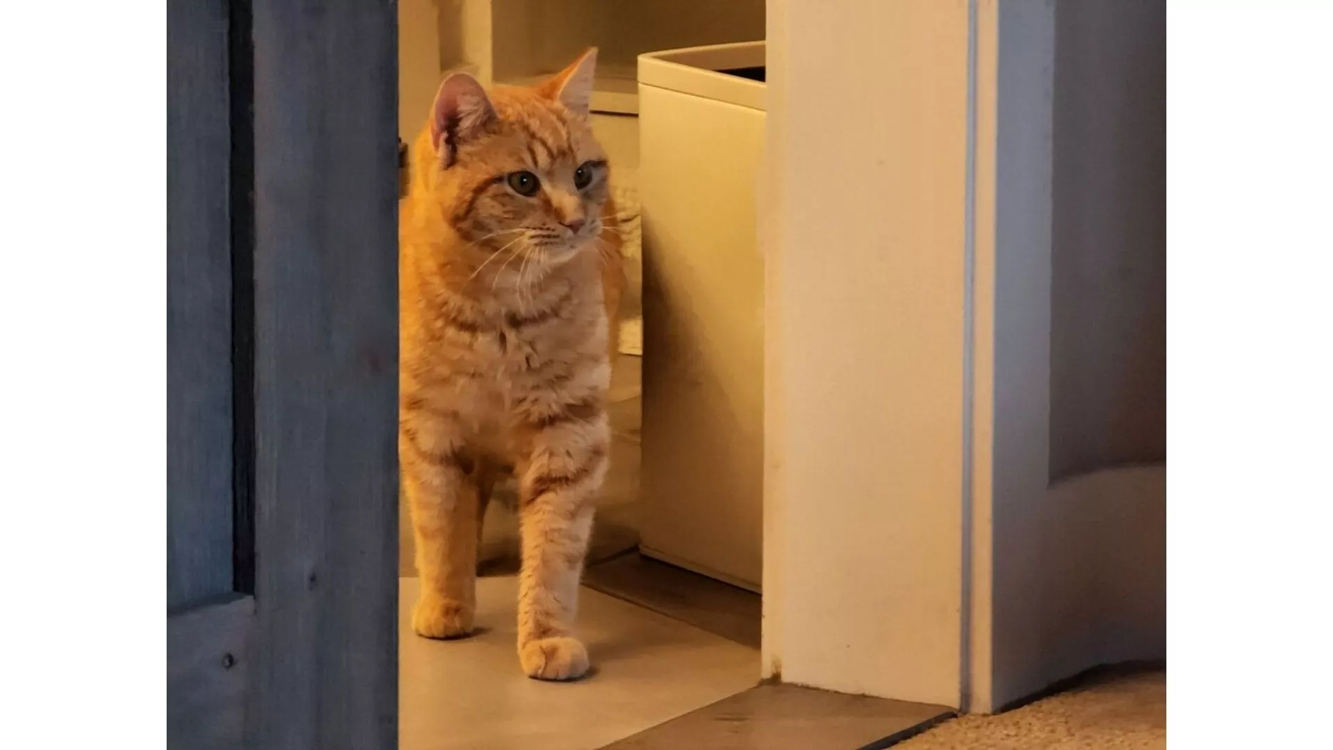 Orange Cat Melts Hearts Settling in With New Family in Clip: 'So Sweet' - Vimarsana News