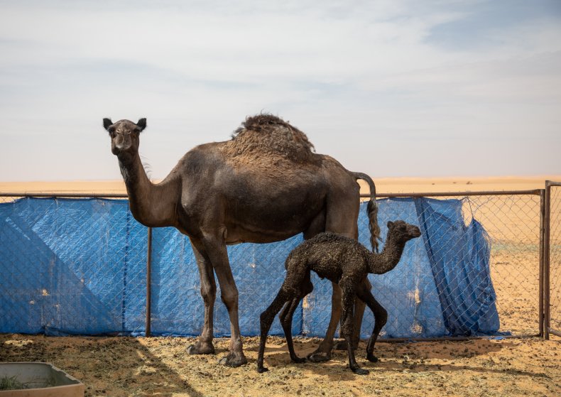 Loose Camel Kills Two People On Farm
