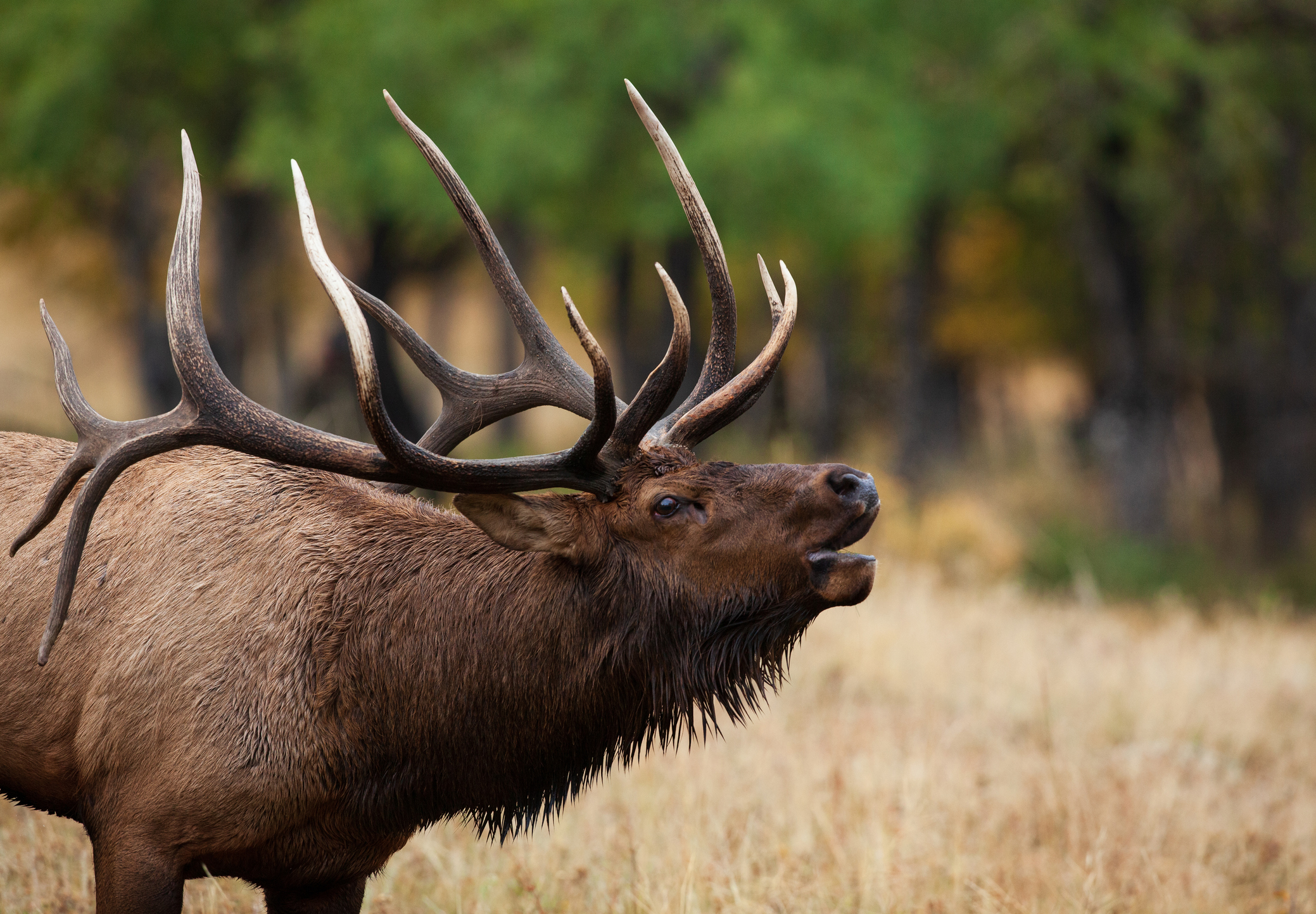 Man and Dog Chased, Stomped on by Moose During Hike