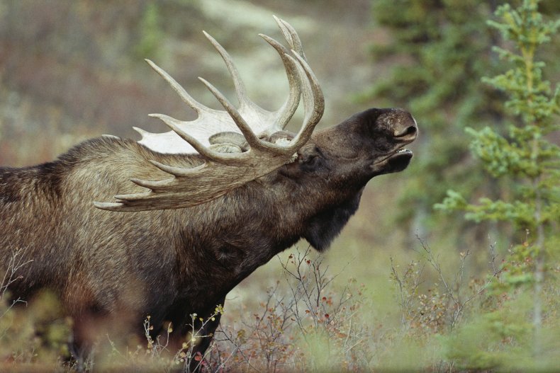 Moose Chases Man Dog