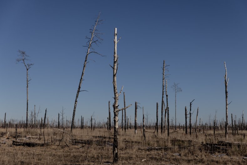 Burnt Trees Near Chernobyl 