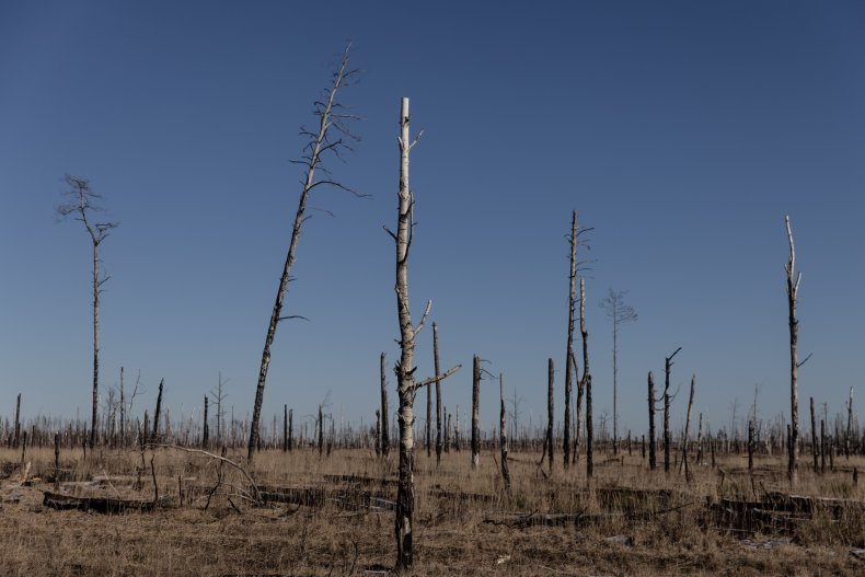 Burnt Trees Near Chernobyl