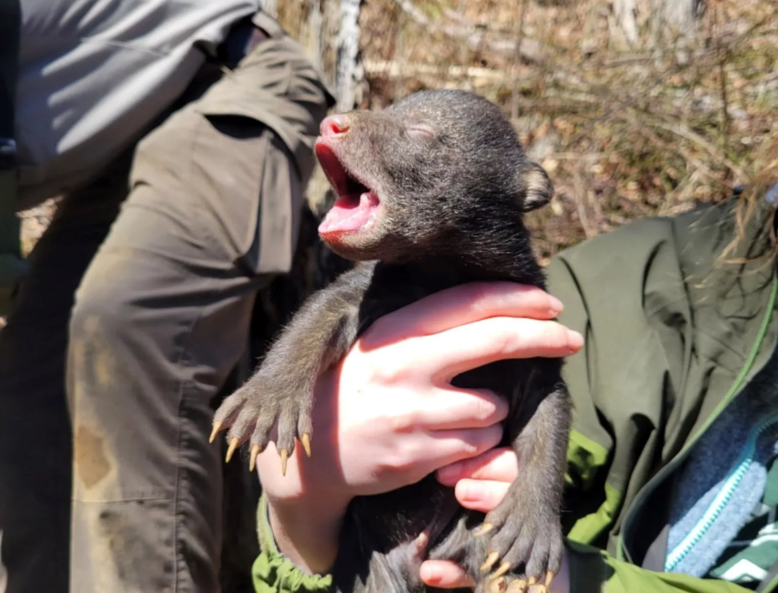 Mama Black Bear Finally Has Enough When Her Cub Won't Listen - A-Z Animals