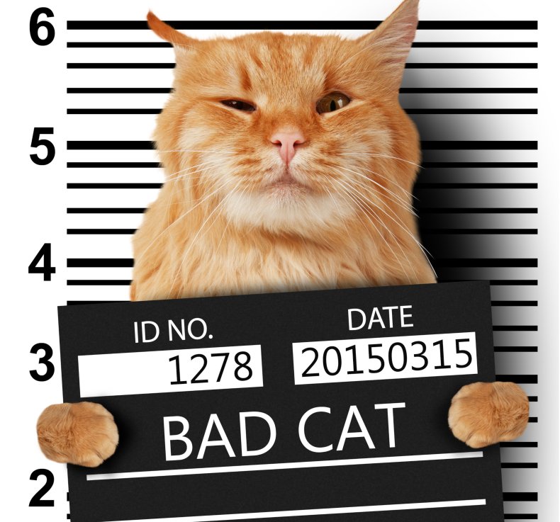 Bad cat image