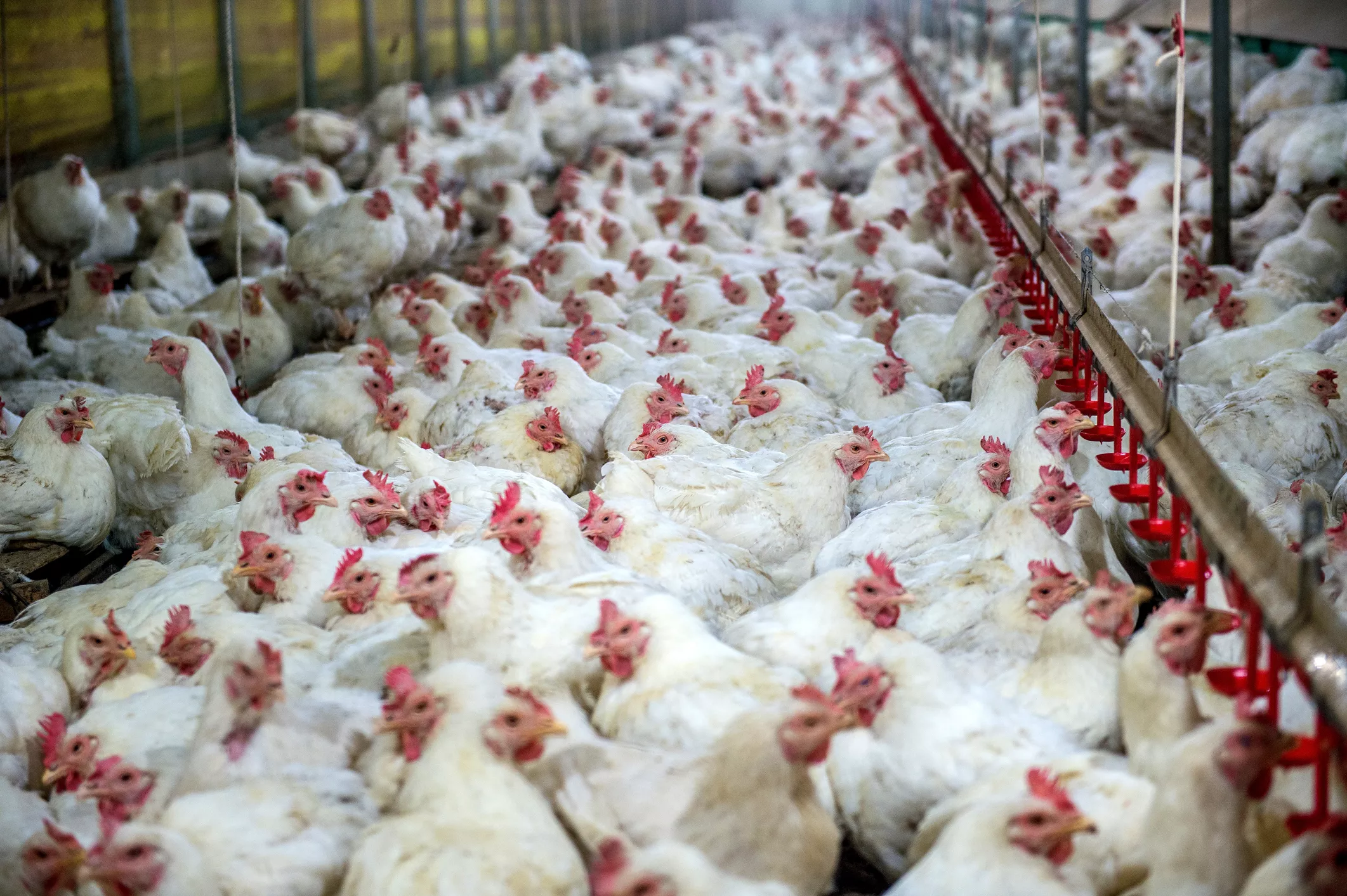 Highly Pathogenic Bird Flu Now in Almost a Quarter of U.S. States - Vimarsana News