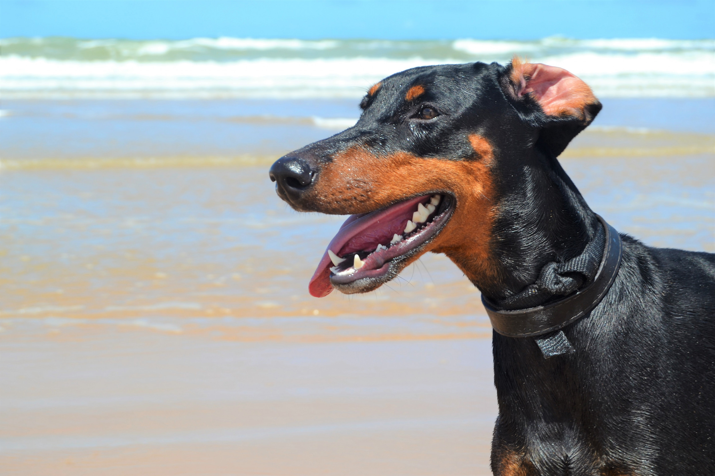 Two sales doberman pinschers