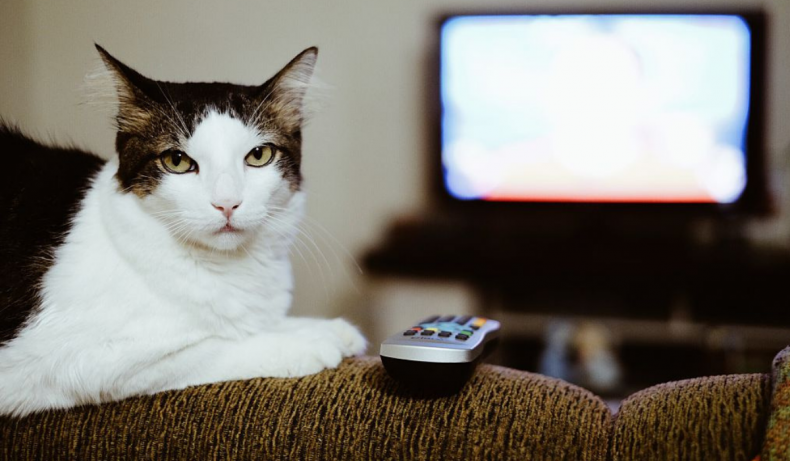 Cat begs owner to turn on TV