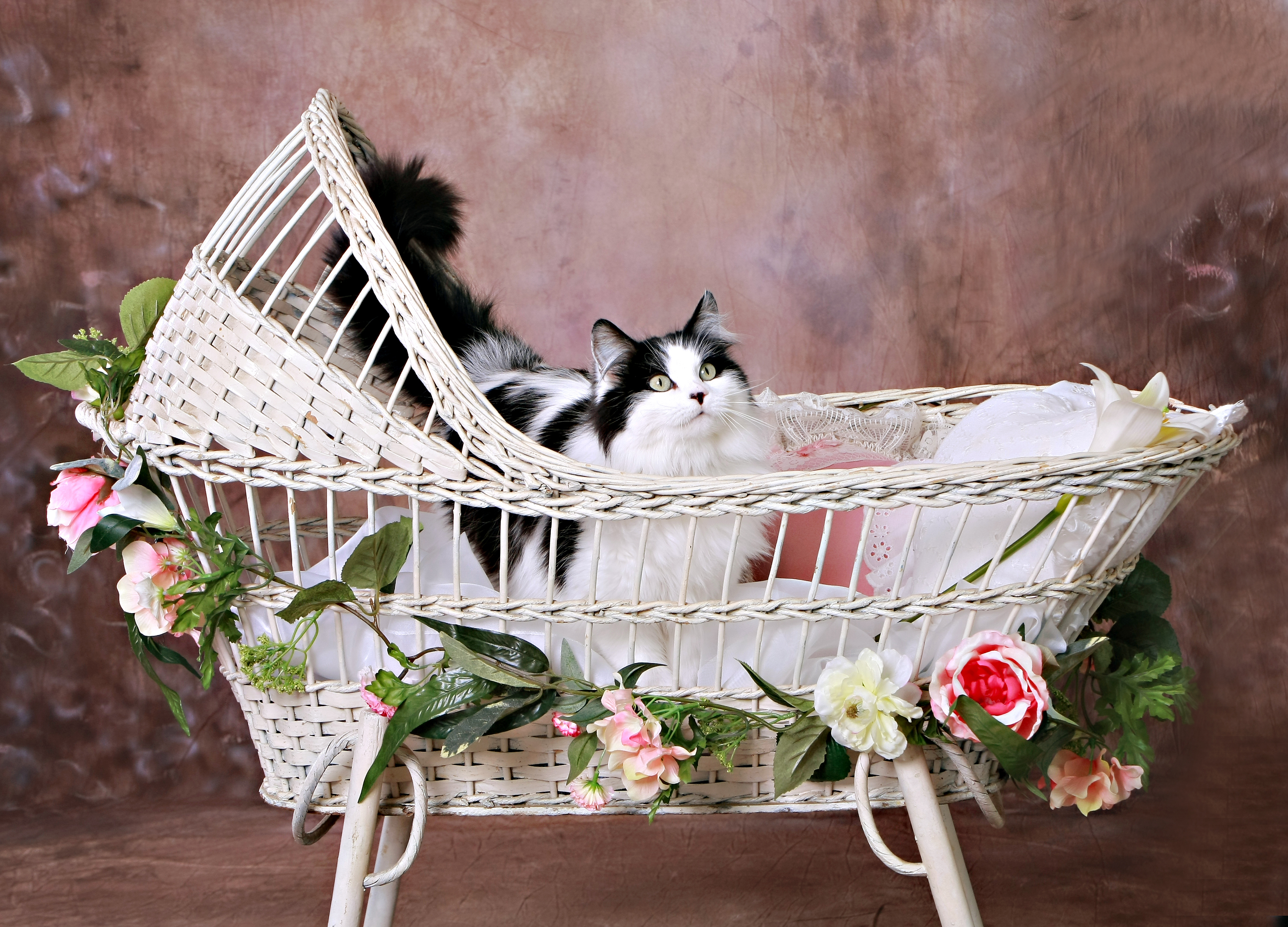 Bassinet sales cat cover