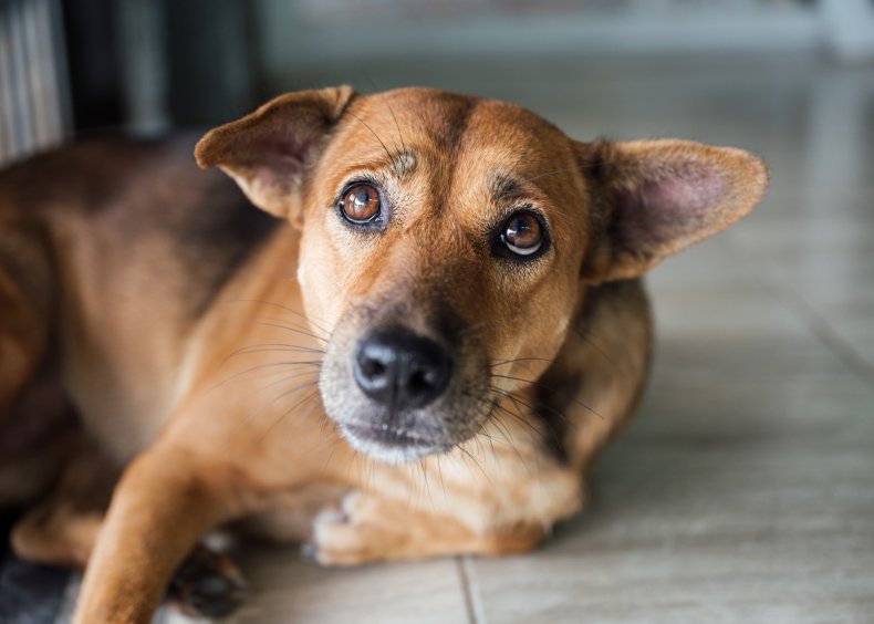 A sad dog