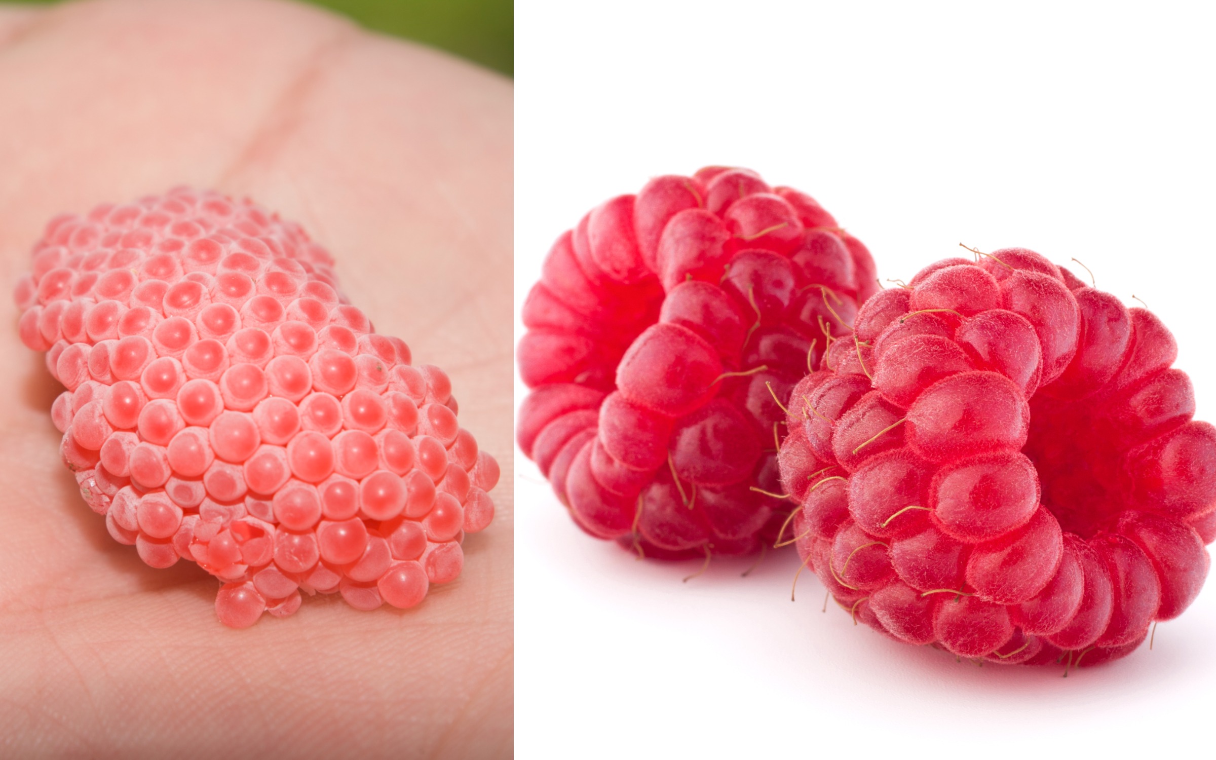 Invasive Snail Eggs That Look Like Raspberries Confuse the Internet Invasive Snail Eggs That Look Like Raspberries Confuse the Internet