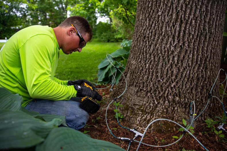 emerald ash borer prevention