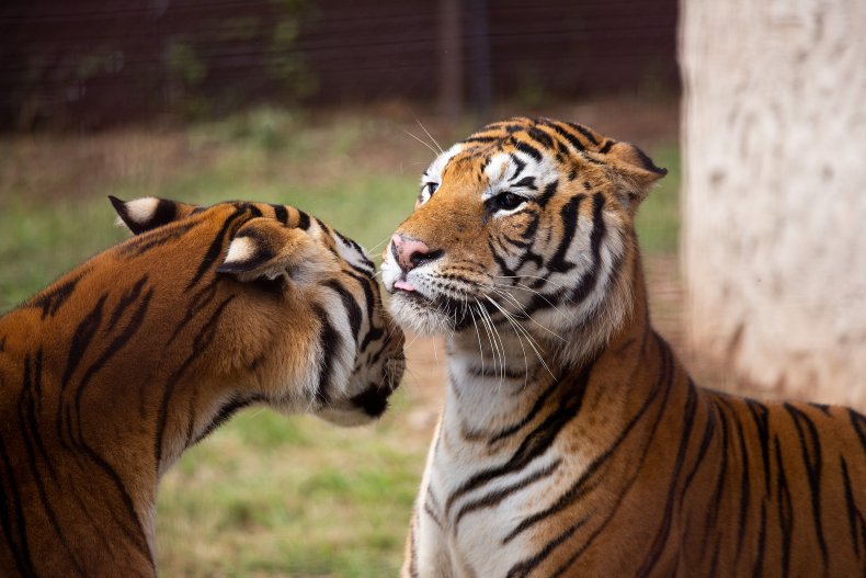 Messi and Sandro tigers at LIONSROCK