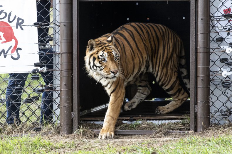 Tiger entering LIONSROCK big cat sanctuary