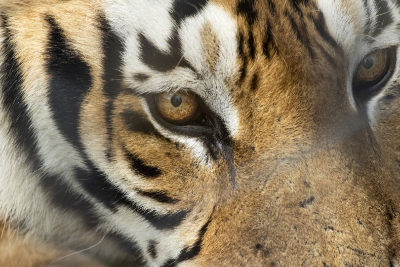 Close-up image of a tiger at LIONSROCK