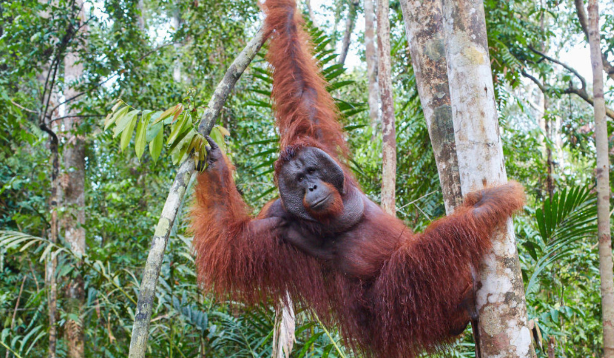 Tentara Penyelamat Serangan Ular Palsu Untuk Mengajar Orangutan Dalam Klip Lucu