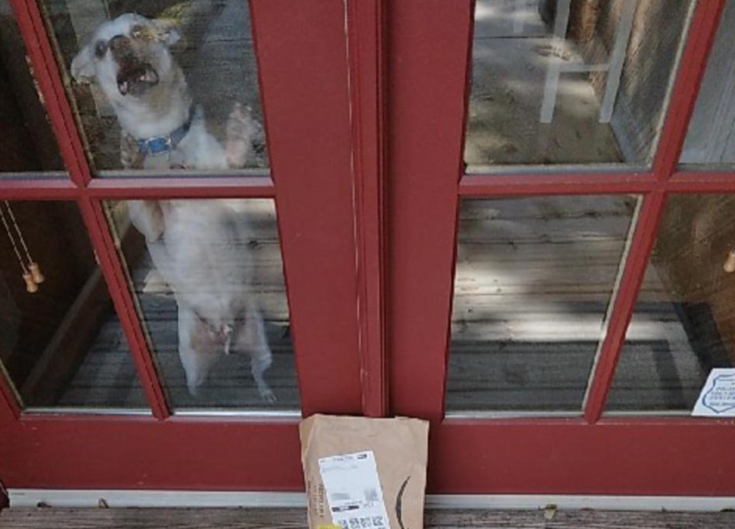 Amazon's Proof of Delivery Photo Catches Dog's Hilarious Reaction to Parcel