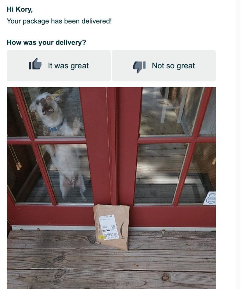 Dog Delivery Image