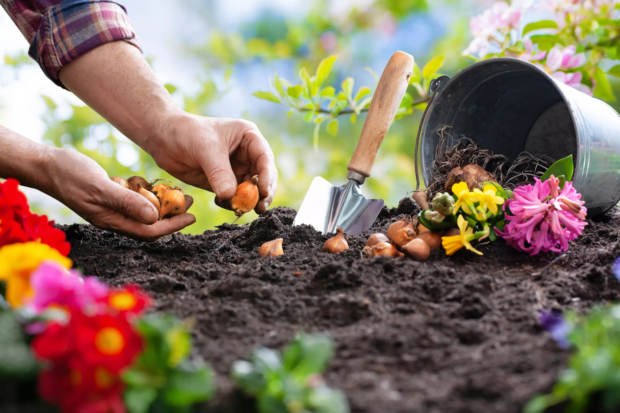 The Best Bulbs to Plant in Spring - Vimarsana News
