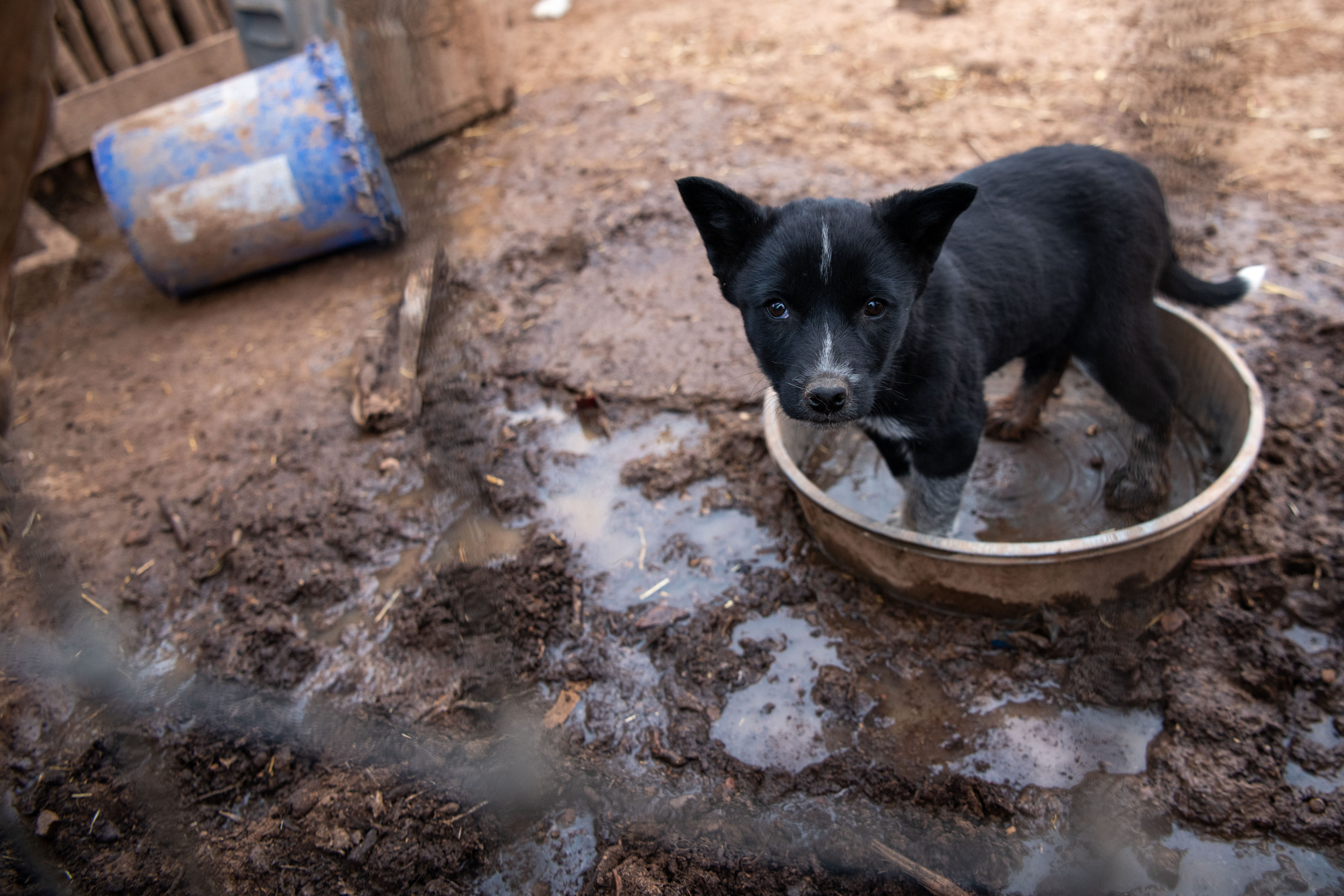 Over 50 Dogs And Puppies Found In Freezing Conditions With No Food Or