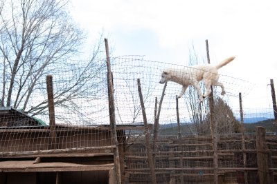 Dog rescue Dog rescue