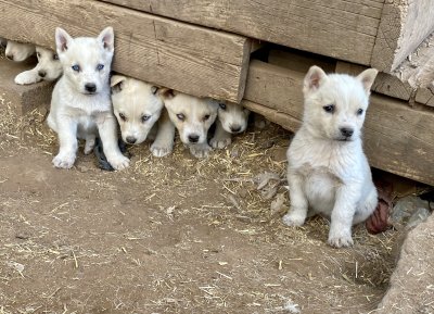 Dog rescue Dog rescue