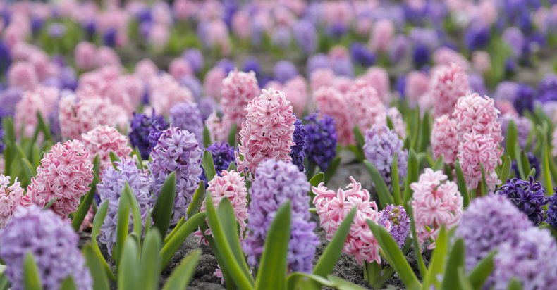 large flower bed with multi-colored hyacinths