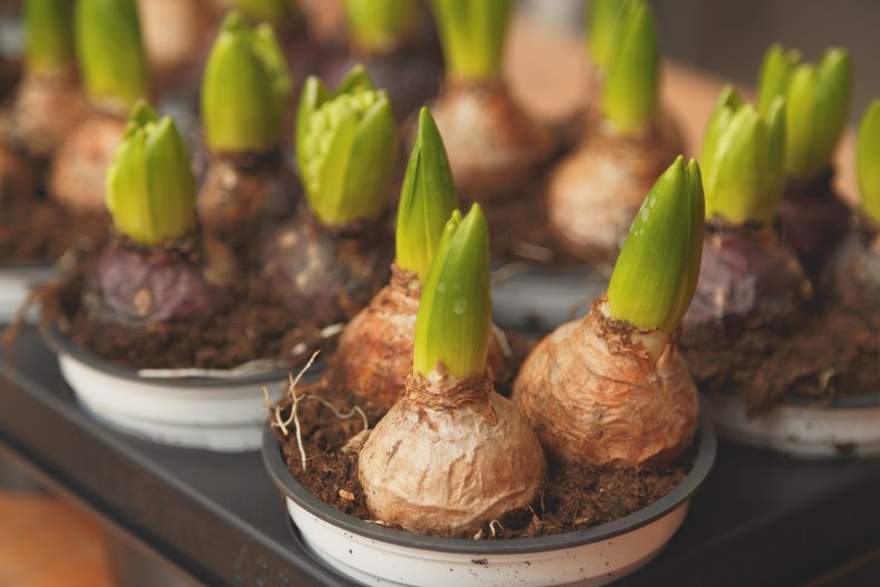 Flower bulbs in pots ready for planting