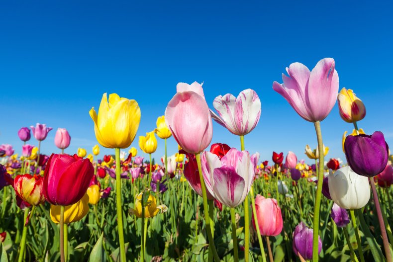 close up colorful tulips in tulip field