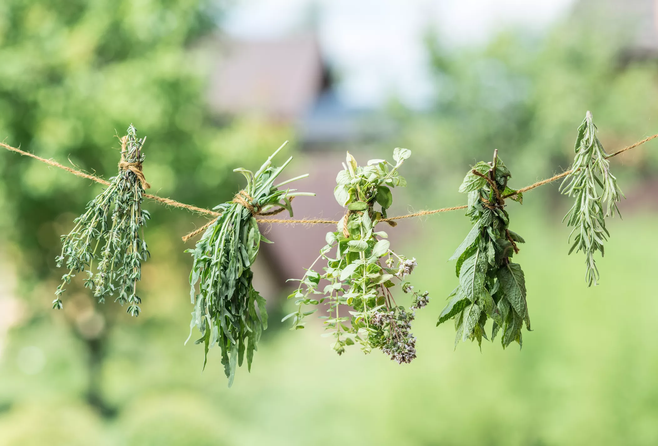 How to Dry Herbs Fresh From Your Garden - Vimarsana News