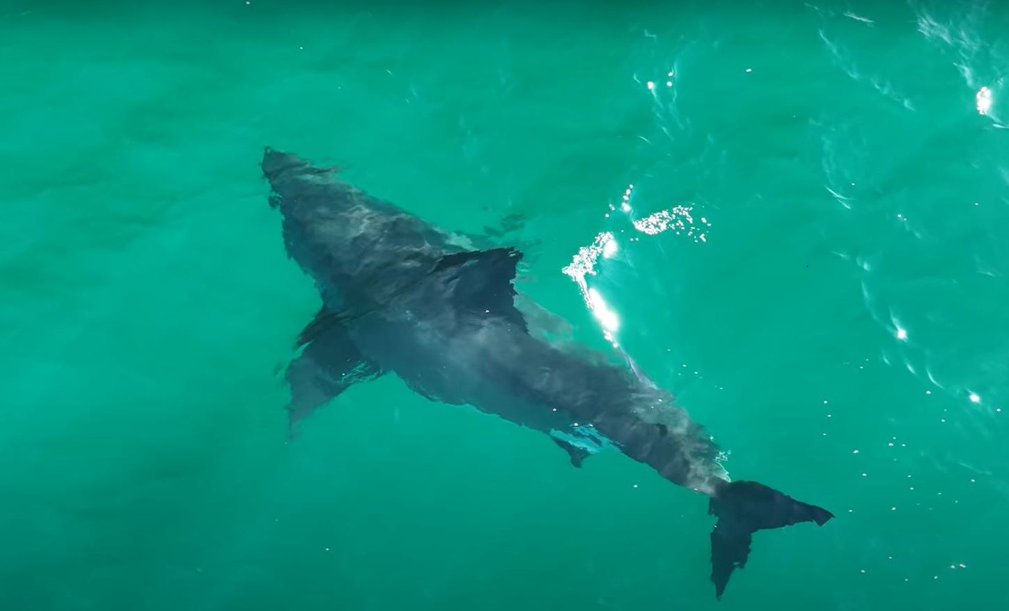 A Huge, Pregnant Great White Shark Has Been Filmed off the California ...