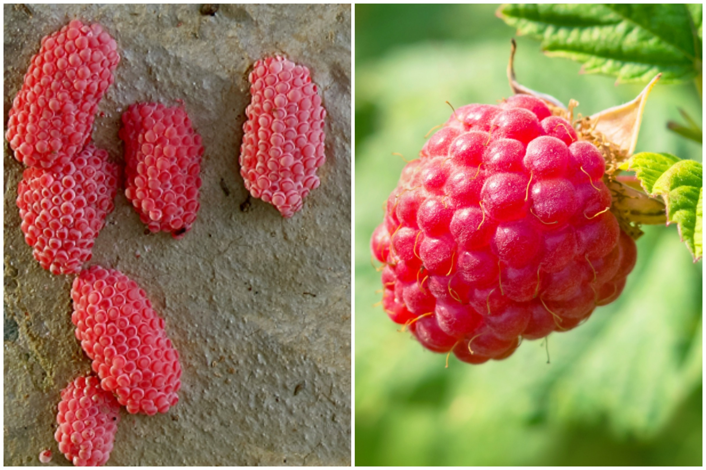 Poisonous Insect Eggs or Raspberries? The TikTok Trend Discussed