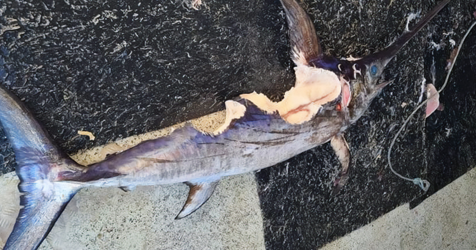Fish Found Covered in Strange Circular Bite Marks: 'Really Weird Stuff  Going On