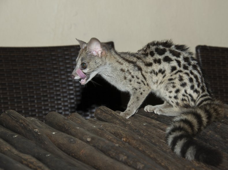 File photo of a genet. 