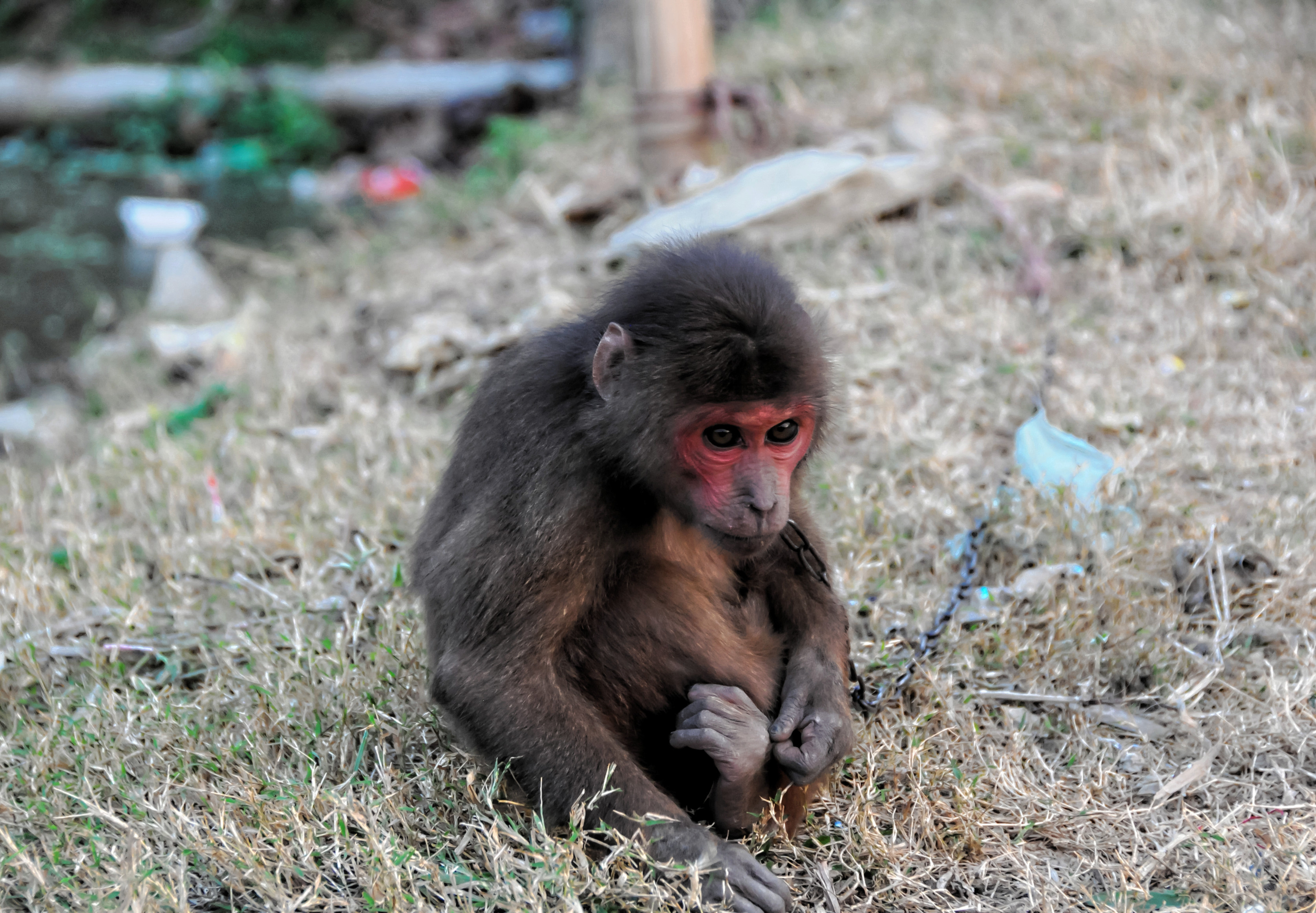 Premium AI Image  A small monkey with big eyes sits in a tree.