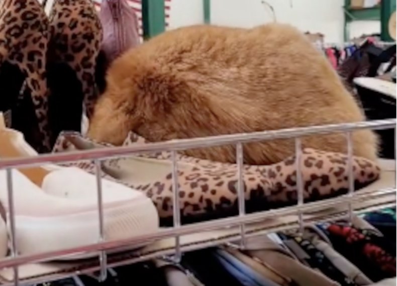 Thrift store fur "hat"