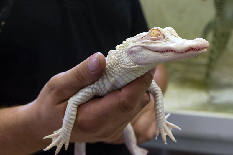 Albino Alligator Gives Toothy Grin, Cat In Bathtub With Lizard Tiktok
